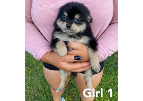 4 Pomeranian puppies available