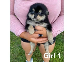 4 Pomeranian puppies available - 1