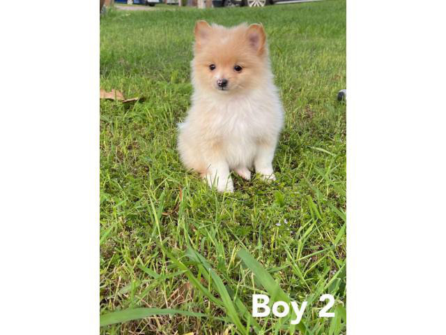 4 Pomeranian puppies available Dallas - Puppies for Sale Near Me