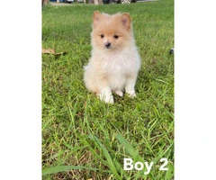 4 Pomeranian puppies available - 6