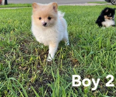 4 Pomeranian puppies available - 8