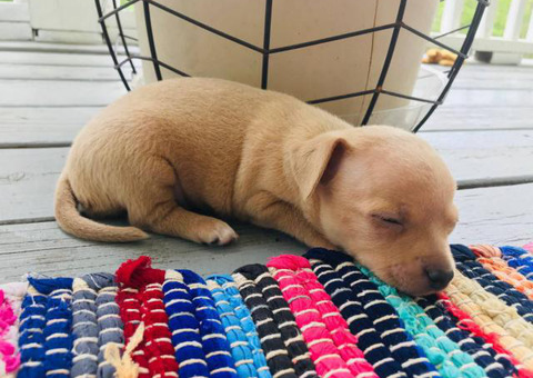 Full-blooded Chihuahua puppies for rehoming