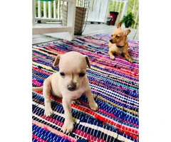 Full-blooded Chihuahua puppies for rehoming - 2