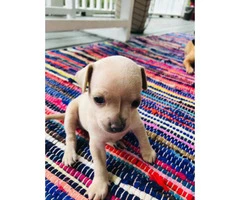 Full-blooded Chihuahua puppies for rehoming - 3