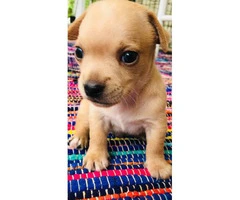 Full-blooded Chihuahua puppies for rehoming - 4
