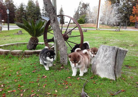 Pretty AKC Alaskan malamute puppies