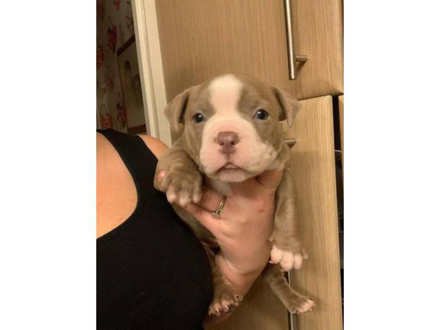 american bully champion bloodline for sale download free