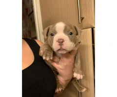 Champion bloodlines American bully puppies