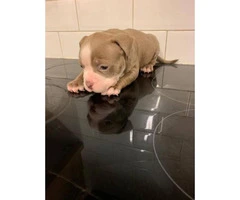 Champion bloodlines American bully puppies - 2
