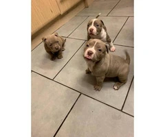 Champion bloodlines American bully puppies - 3