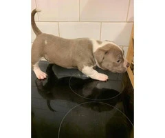 Champion bloodlines American bully puppies - 4