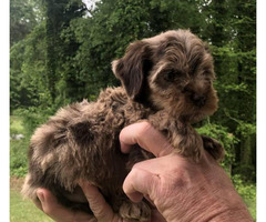 Cockapoo Puppy For Sale By Owner Puppies For Sale Near Me