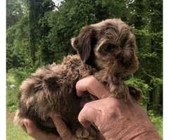 Beautiful Merle Cockapoo Puppies for rehoming