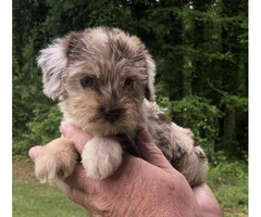Beautiful Merle Cockapoo Puppies for rehoming - 2