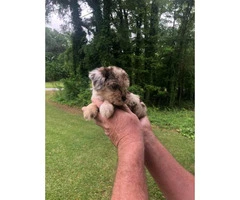 Beautiful Merle Cockapoo Puppies for rehoming - 3