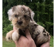 Beautiful Merle Cockapoo Puppies for rehoming - 4
