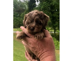 Beautiful Merle Cockapoo Puppies for rehoming - 5