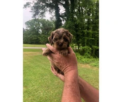 Beautiful Merle Cockapoo Puppies for rehoming - 6
