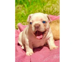 Amazing AKC Registered Males and Femalse French Bulldogs For Sale !