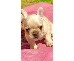 Amazing AKC Registered Males and Femalse French Bulldogs For Sale ! - 2