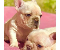 Amazing AKC Registered Males and Femalse French Bulldogs For Sale ! - 3