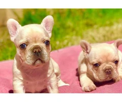 Amazing AKC Registered Males and Femalse French Bulldogs For Sale ! - 4