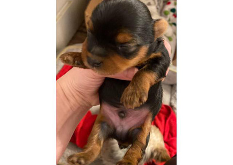 2 Yorkie male puppies need a new home