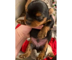 2 Yorkie male puppies need a new home