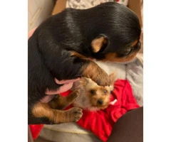 2 Yorkie male puppies need a new home - 2