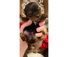 2 Yorkie male puppies need a new home - 3