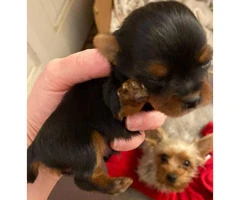 2 Yorkie male puppies need a new home - 4