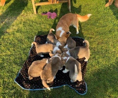 AKC Registered Welsh Pembrokeshire Corgi Puppies for sale - 1