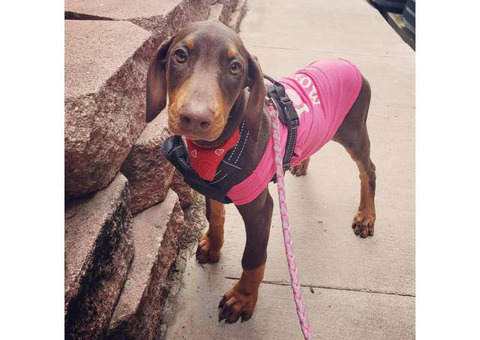 Very sweet Female Red Doberman Pinscher Puppy