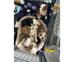 Stunning British Bulldog Puppies 6 pups Available