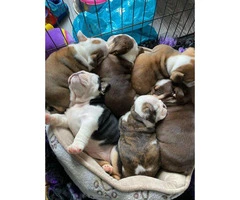 Stunning British Bulldog Puppies 6 pups Available - 3