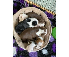 Stunning British Bulldog Puppies 6 pups Available - 4