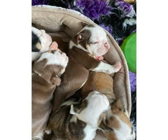Stunning British Bulldog Puppies 6 pups Available - 5