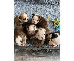 Stunning British Bulldog Puppies 6 pups Available - 7
