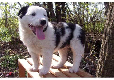 One boy English Shepherd Puppy