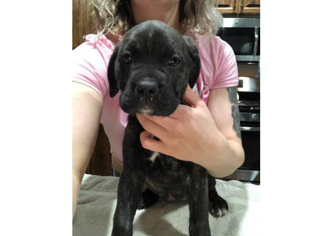 8 weeks old Registered Cane Corso puppy ready to go