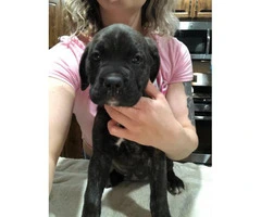 8 weeks old Registered Cane Corso puppy ready to go