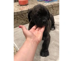 8 weeks old Registered Cane Corso puppy ready to go - 2