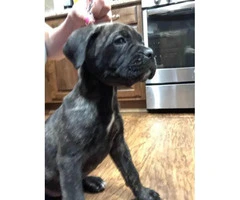 8 weeks old Registered Cane Corso puppy ready to go - 3