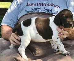 Liver and white German Shorthaired pointer puppies