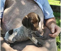 Liver and white German Shorthaired pointer puppies - 2