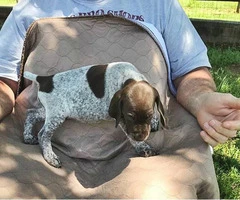 Liver and white German Shorthaired pointer puppies - 3