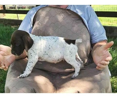 Liver and white German Shorthaired pointer puppies - 5