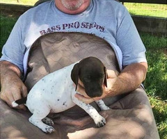 Liver and white German Shorthaired pointer puppies - 8