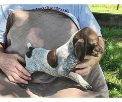 Liver and white German Shorthaired pointer puppies - 9