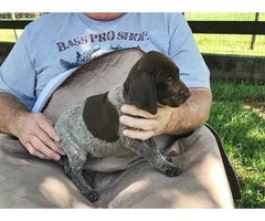 Liver and white German Shorthaired pointer puppies - 10